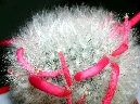 Mammillaria bocasana var. splendens (1).jpg